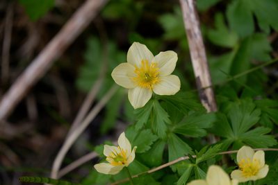 Trollius laxus, photographed by Bonnie Semmling