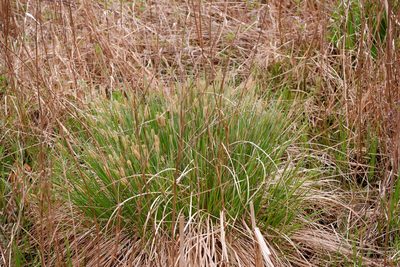 Carex stricta, photographed by Bonnie Semmling