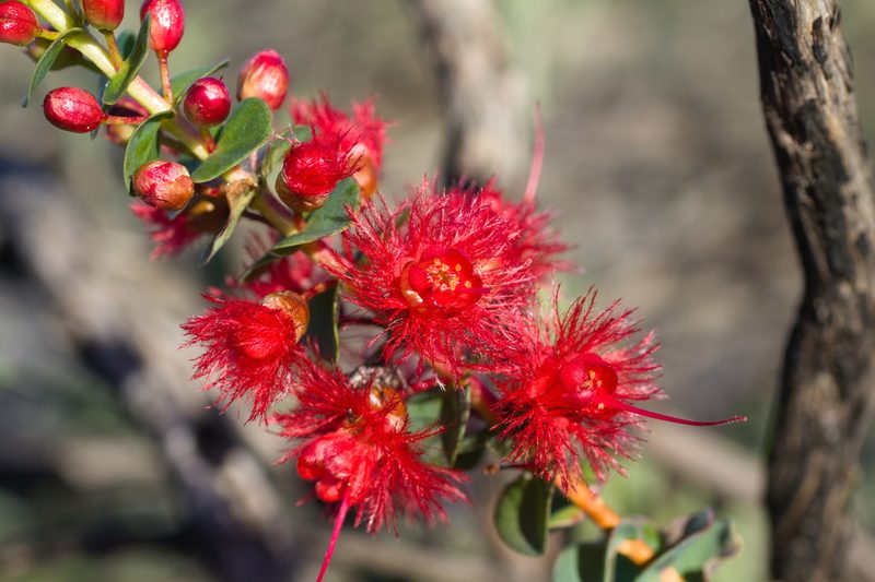 Verticordia grandis, photographed by Hugo Innes