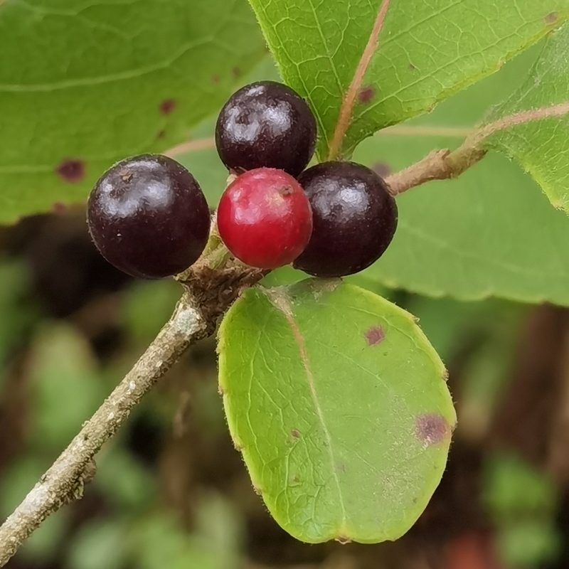 Xylosma flexuosa, photographed by Eduardo Chacón Madrigal