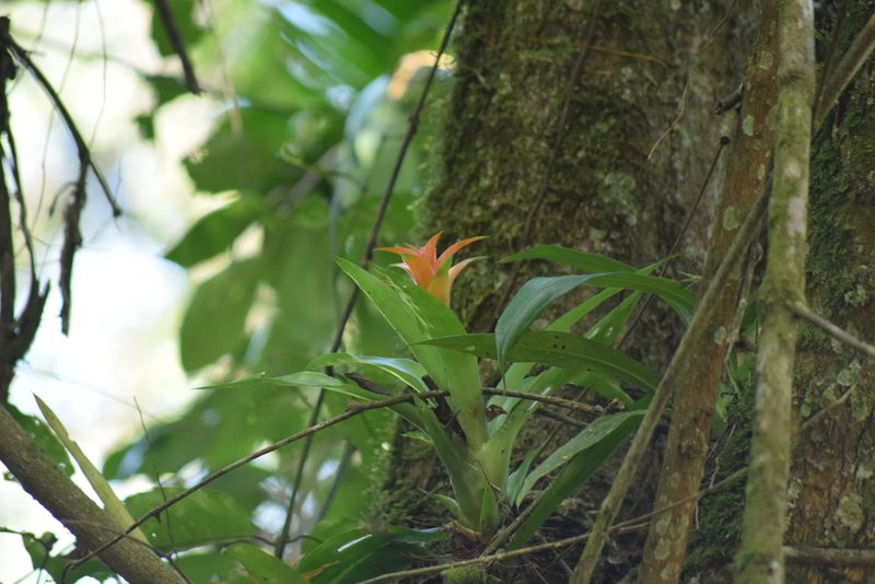 Canistropsis billbergioides, photographed by Cajá-manga