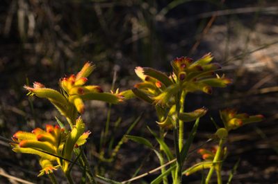 Anigozanthos humilis, photographed by Hugo Innes
