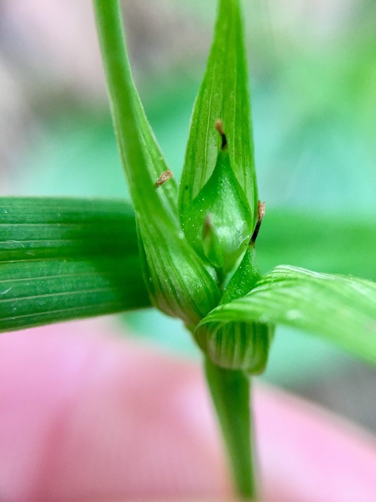 Carex backii, photographed by Jenn (McPhee) Dyson