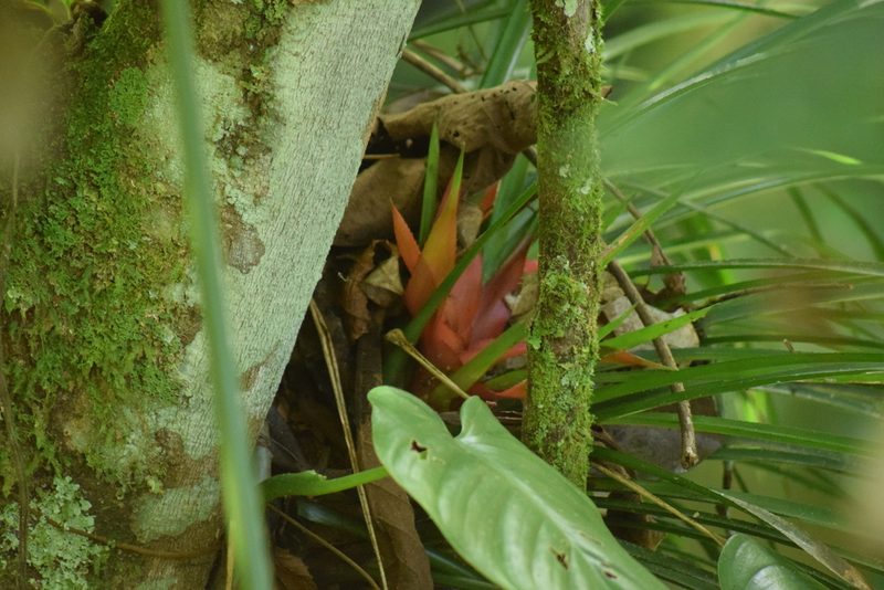 Aechmea recurvata, photographed by Cajá-manga