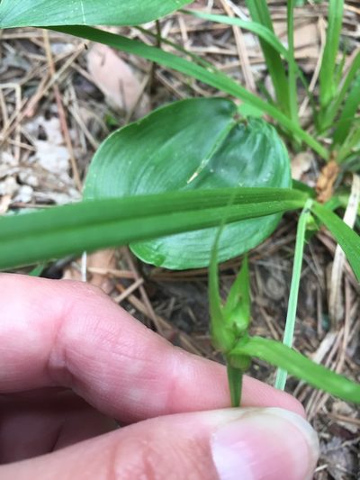 Carex backii, photographed by Jenn (McPhee) Dyson