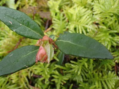 Chimaphila menziesii, photographed by Shane Johnson