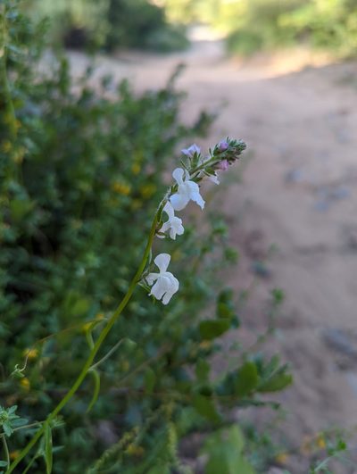 Sairocarpus coulterianus, photographed by Trevor Van Loon
