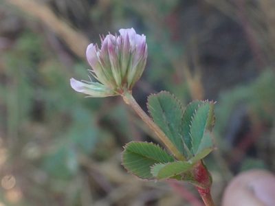 Trifolium gracilentum