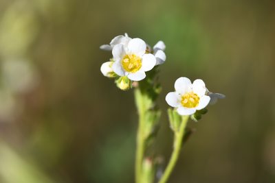 Phacelia brachyloba, photographed by Trevor Van Loon
