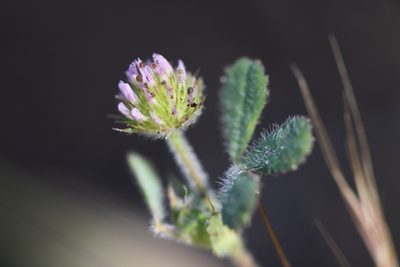 Trifolium microcephalum, photographed by Trevor Van Loon