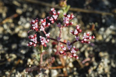 Chorizanthe leptotheca, photographed by Trevor Van Loon