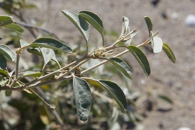 Croton californicus, photographed by Ken-ichi Ueda