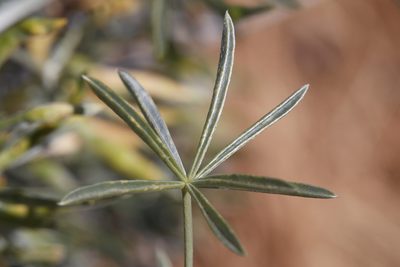 Lupinus albifrons, photographed by Ken-ichi Ueda