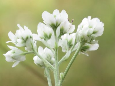 Hymenopappus artemisiifolius, photographed by johnyochum