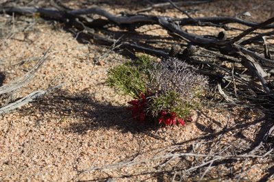 Leptosema daviesioides, photographed by Hugo Innes