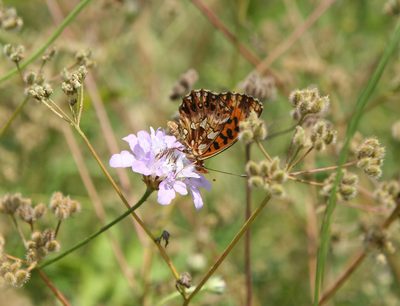 Cephalaria transsylvanica, photographed by Oleg Kosterin
