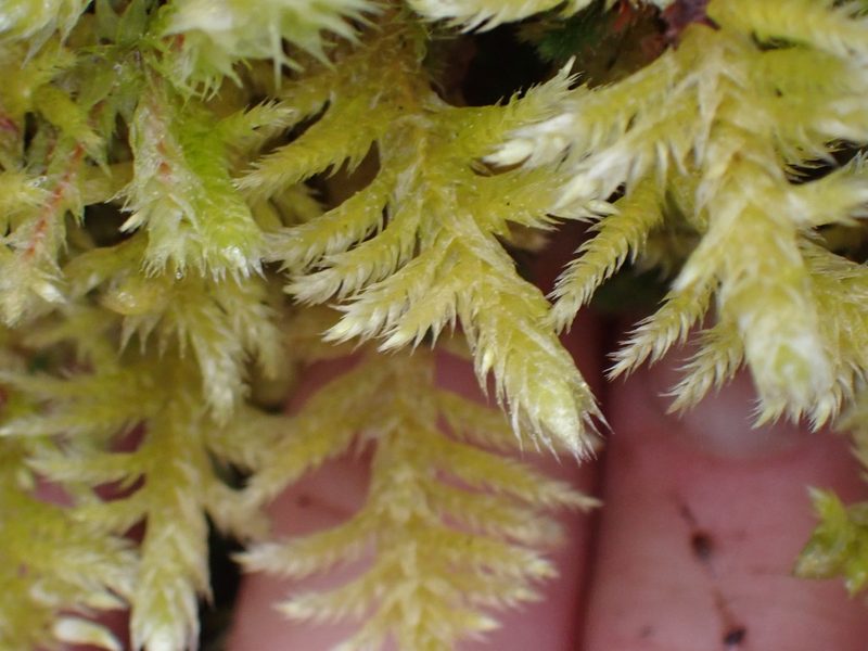 Homalothecium megaptilum, photographed by Shane Johnson