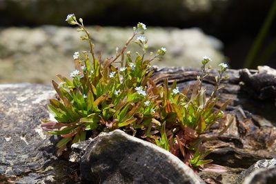 Myosotis laxa, photographed by Ken-ichi Ueda