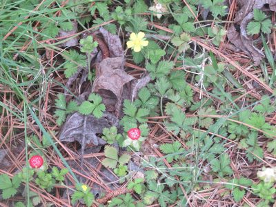 Potentilla hebiichigo, photographed by johnyochum