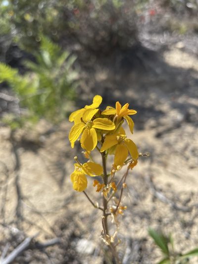 Erysimum teretifolium, photographed by Mike Heine