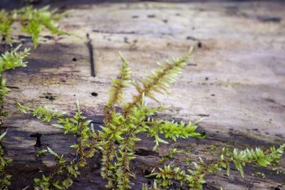 Callicladium haldaneanum, photographed by Andrew Sebastian