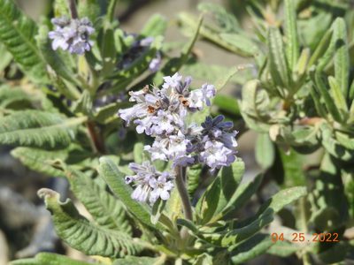 Eriodictyon crassifolium, photographed by Diana