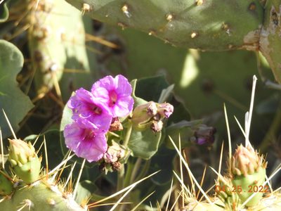 Mirabilis multiflora, photographed by Diana