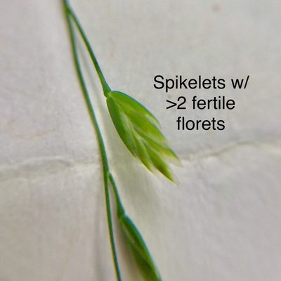 Poa alsodes, photographed by Jenn (McPhee) Dyson
