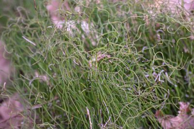 Equisetum scirpoides, photographed by Andrew Sebastian