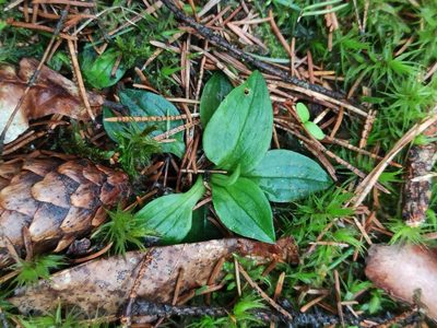Goodyera repens, photographed by Игорь Васильев
