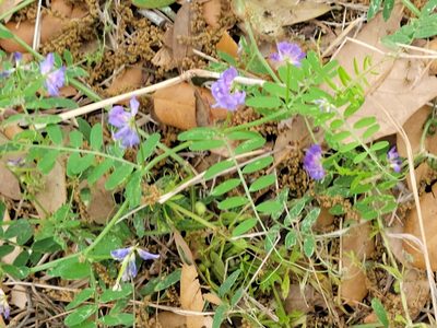 Vicia ludoviciana, photographed by johnyochum