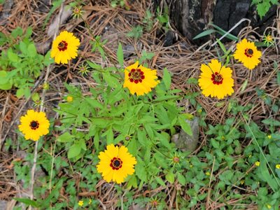 Coreopsis basalis, photographed by johnyochum