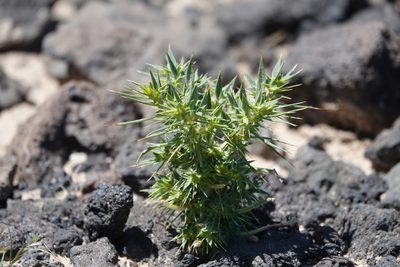 Chorizanthe rigida, photographed by Kyle Nessen