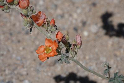 Sphaeralcea ambigua, photographed by Kyle Nessen