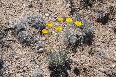 Baileya multiradiata, photographed by Kyle Nessen