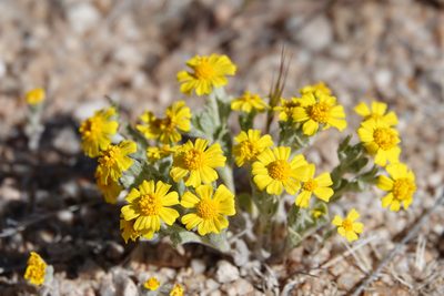 Eriophyllum wallacei, photographed by Kyle Nessen