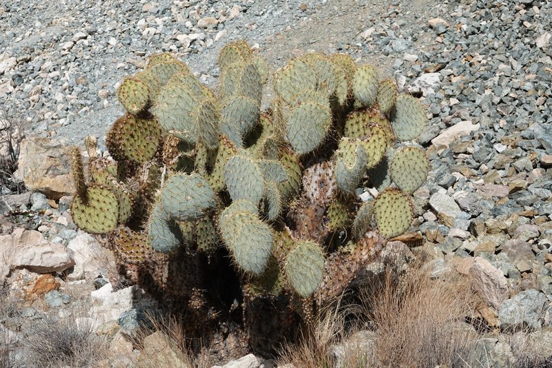 Opuntia chlorotica, photographed by Kyle Nessen