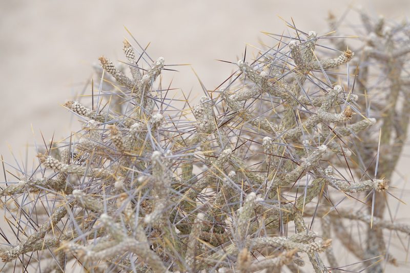 Cylindropuntia ramosissima, photographed by Kyle Nessen