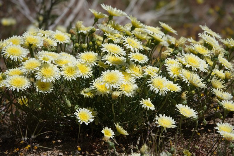 Malacothrix glabrata, photographed by Kyle Nessen