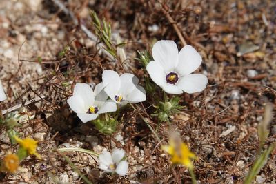 Linanthus parryae, photographed by Kyle Nessen