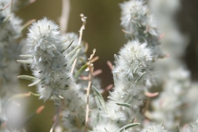 Krascheninnikovia ceratoides, photographed by Kyle Nessen