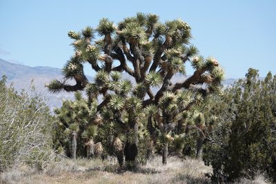 Yucca brevifolia, photographed by Kyle Nessen