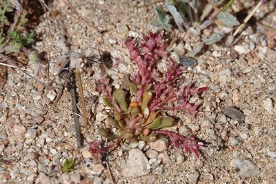 Cistanthe monandra, photographed by Kyle Nessen