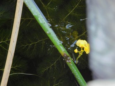 Utricularia foliosa, photographed by Jade Fortnash
