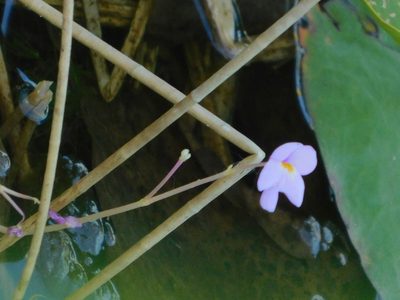 Utricularia purpurea, photographed by Jade Fortnash