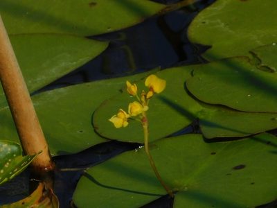 Utricularia foliosa