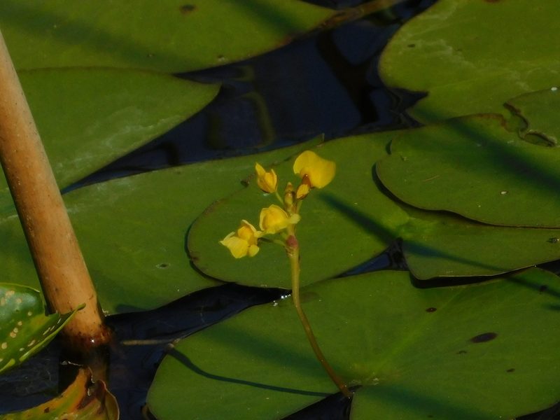 Utricularia foliosa, photographed by Jade Fortnash