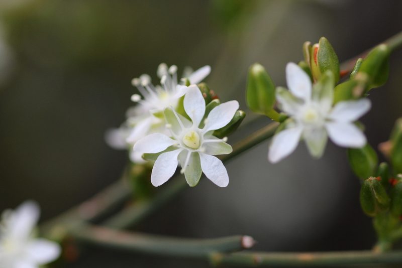 Macarthuria australis, photographed by Hugo Innes