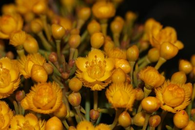 Verticordia aurea, photographed by Hugo Innes