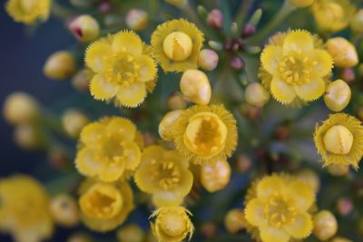 Verticordia aurea, photographed by Hugo Innes